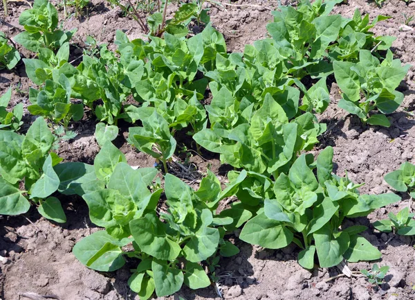 İlkbaharda, bahçede yenilebilir bitkisel orach (Atriplex hortensis) yetişir.