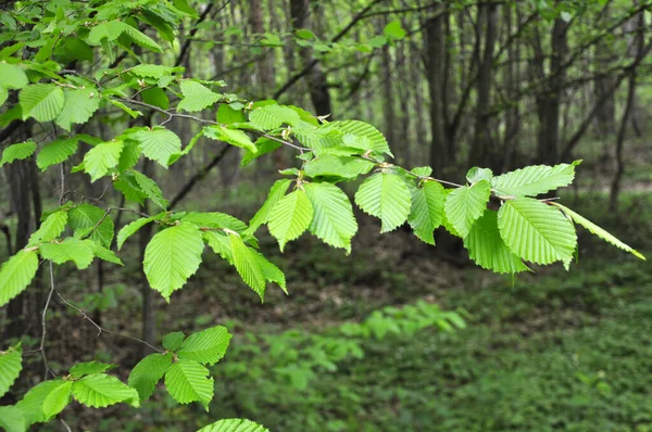 Hornbeam Ağaç Dalı Ormanda Büyüyen Genç Yapraklar — Stok fotoğraf