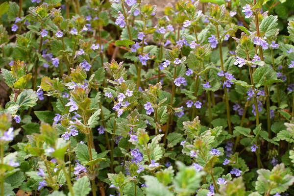 Весной, Глехома гедерацея растет и цветет в дикой природе