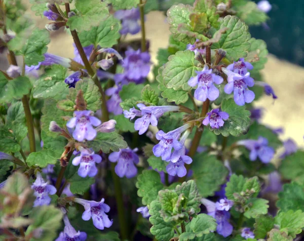 Spring Glechoma Hederacea Grows Blooms Wild — Stock Photo, Image