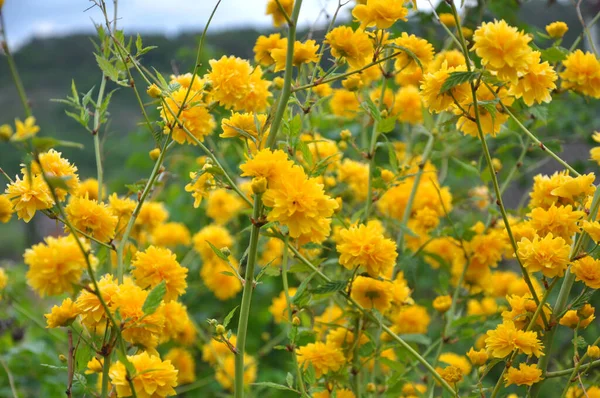 Kerria Japonica Blüht Frühling Garten — Stockfoto