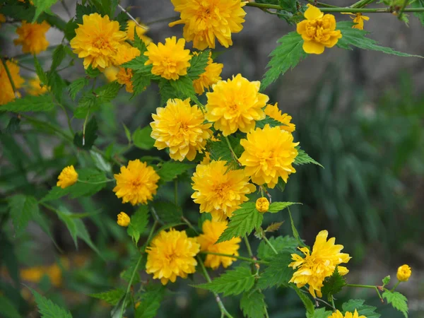 Kerria Japonica Blüht Frühling Garten — Stockfoto