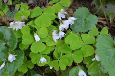 Vahşi ormanda ilk bahar çiçekleri Oxalis acetosella çiçek. 