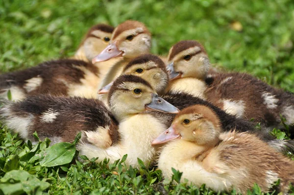 Young Offspring Musk Ducks Cairina Moschata — Stockfoto