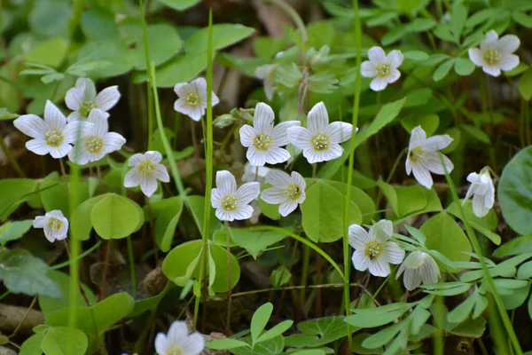 森の中で野生の最初の春の花が咲くカタバミ Acetosella — ストック写真
