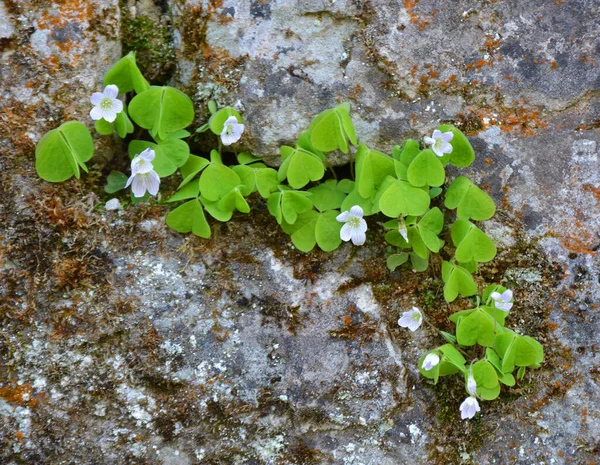 Дикой Природе Лесу Расцветают Первые Весенние Цветы Oxalis Acetosella — стоковое фото