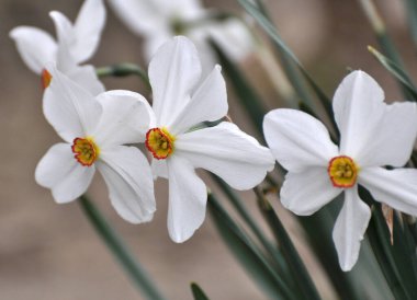 İlkbaharda, narsis (nergisler) çiçek tarhında açar..