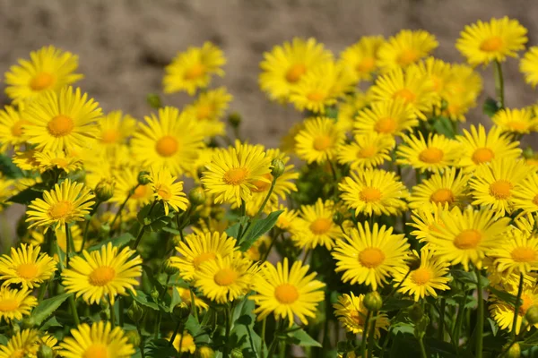 Doronicum Orientale Blooms Flower Bed Garden — Foto Stock