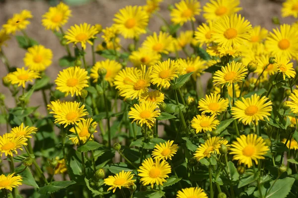 Doronicum Orientale Fiorisce Aiuola Giardino — Foto Stock