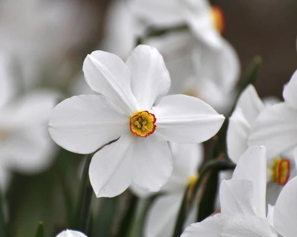 Навесні Нарциси Дафродили Цвітуть Клумбі — стокове фото