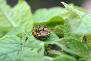 Patates yaprağında Colorado patates böceği yok edildi.