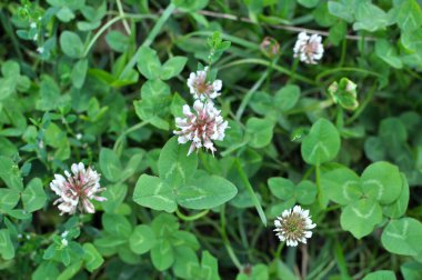 Doğada, beyaz yonca, trifolium pişman olur.