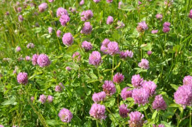 Çayır yoncası (Trifolium pratense) yabani otların arasındaki çayırda yetişir. 