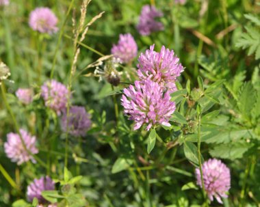 Çayır yoncası (Trifolium pratense) yabani otların arasındaki çayırda yetişir. 