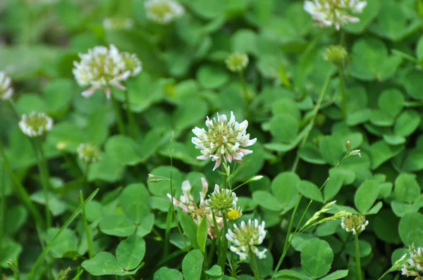 Naturaleza Trébol Blanco Trifolio Repens Florece —  Fotos de Stock