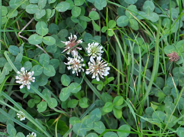 Natura Trifoglio Bianco Trifolium Repens Fiorisce — Foto Stock