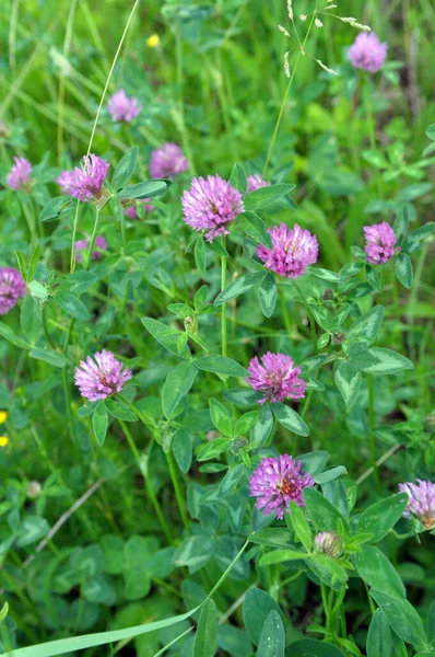Çayır yoncası (Trifolium pratense) yabani otların arasındaki çayırda yetişir. 