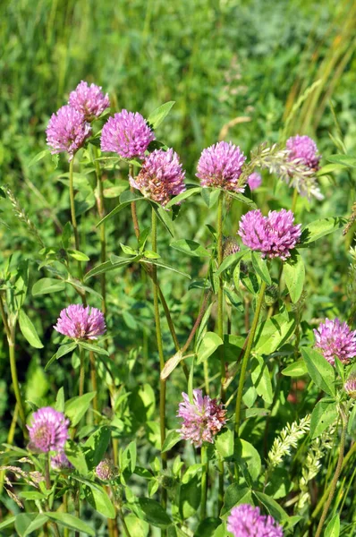 Çayır yoncası (Trifolium pratense) yabani otların arasındaki çayırda yetişir. 
