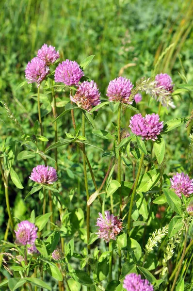 Wiesenklee Trifolium Pratense Wächst Auf Der Wiese Zwischen Wilden Gräsern — Stockfoto