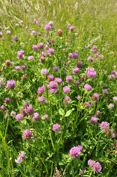 Çayır yoncası (Trifolium pratense) yabani otların arasındaki çayırda yetişir. 