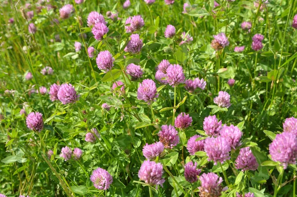 Çayır yoncası (Trifolium pratense) yabani otların arasındaki çayırda yetişir. 