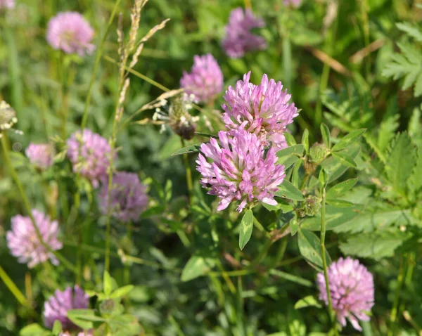 Çayır yoncası (Trifolium pratense) yabani otların arasındaki çayırda yetişir. 