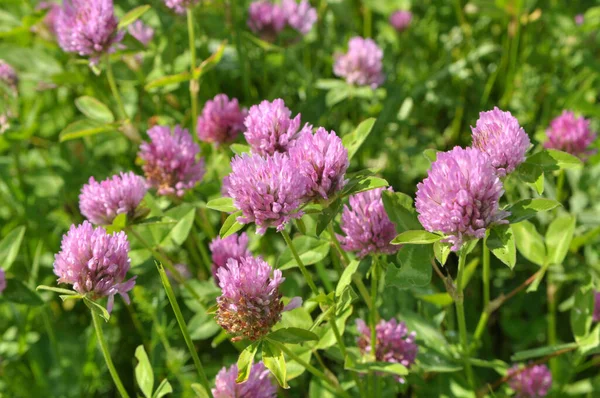Çayır yoncası (Trifolium pratense) yabani otların arasındaki çayırda yetişir. 