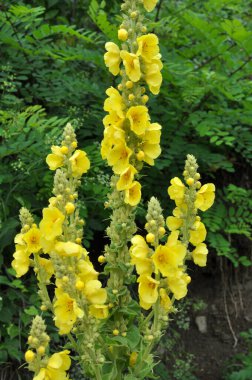 Yazın, vahşi doğada Mullein (Verbascum) çiçek açar
