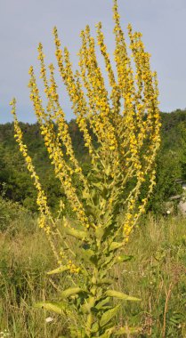 Yazın, vahşi doğada Mullein (Verbascum) çiçek açar