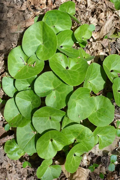 Asarum Europaeum Cresce Nella Foresta Allo Stato Brado — Foto Stock