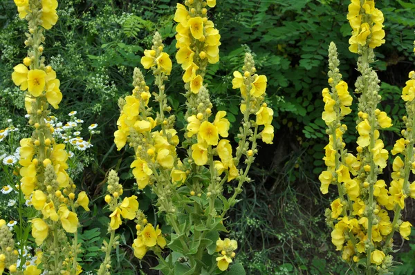 Yazın, vahşi doğada Mullein (Verbascum) çiçek açar