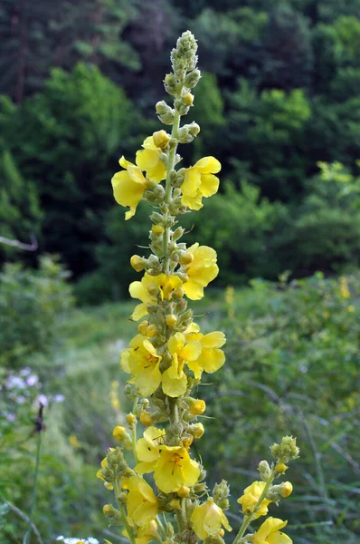 Влітку Дикій Природі Цвіте Мулен Verbascum — стокове фото