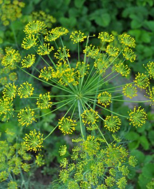 Bahçedeki açık arazide dereotu yetişir (Anethum Graveolens)
