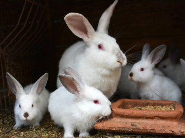 Female rabbit of the Californian breed and its brood