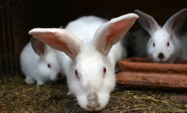 Female rabbit of the Californian breed and its brood
