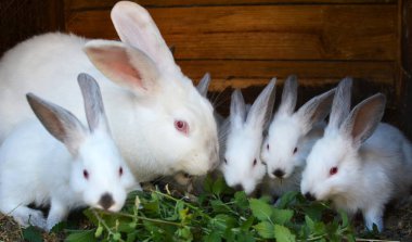 Female rabbit of the Californian breed and its brood