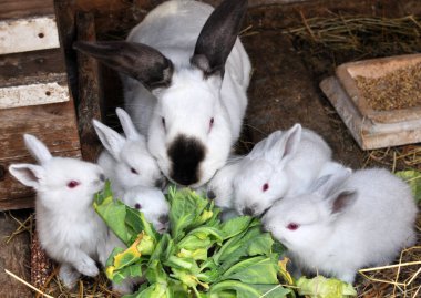 Female rabbit of the Californian breed and its brood