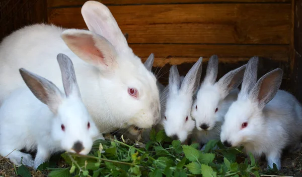 Female Rabbit Californian Breed Its Brood — Stockfoto