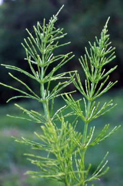 At kuyruğu tarlası (Equisetum arvense) vahşi doğada yetişir..
