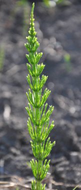 At kuyruğu tarlası (Equisetum arvense) vahşi doğada yetişir..