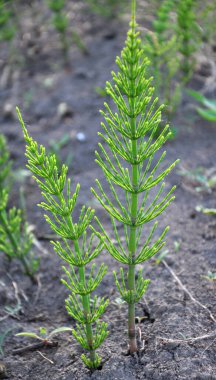 At kuyruğu tarlası (Equisetum arvense) vahşi doğada yetişir..