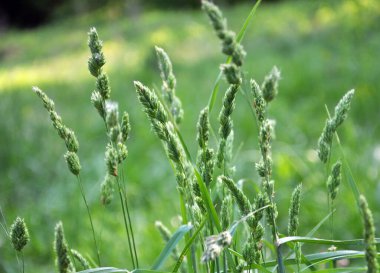 Dactylis glomerata doğada yetişir.