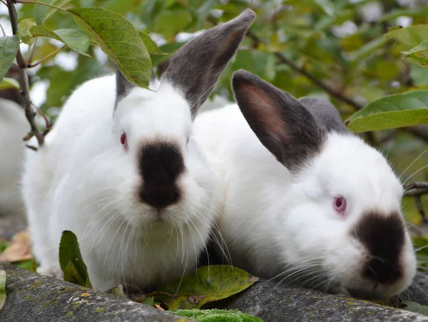 Ein Erwachsenes Kaninchen Der Kalifornischen Rasse — Stockfoto