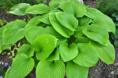 Baharda pansiyon bahçede büyür.