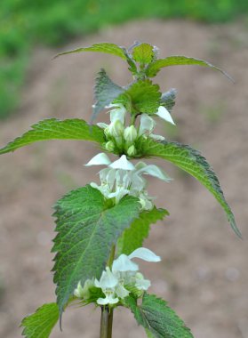 Doğada beyaz ısırgan otları sağırdır (Lamium albümü)