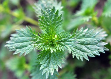 Vahşi doğada, ısırgan otu büyür (Urtica idrarı)