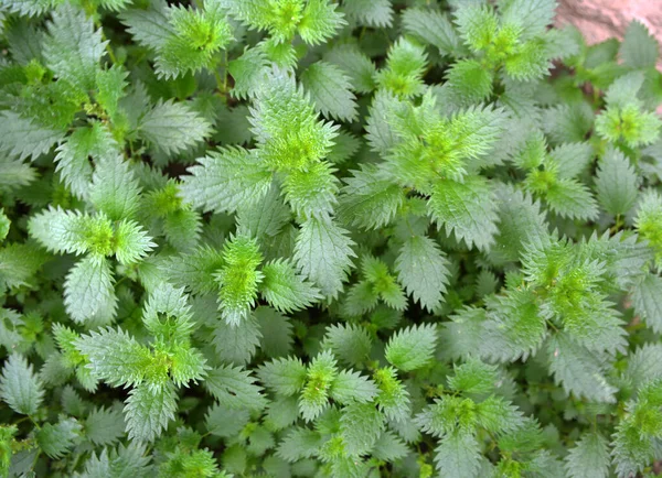 Дикой Природе Грызуны Urtica Urens — стоковое фото