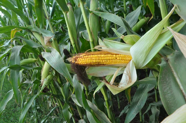 Farmer Field Cob Ripens Corn Stalk — 스톡 사진