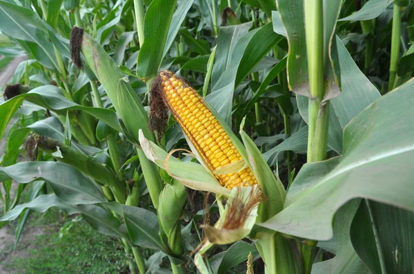 Farmer Field Cob Ripens Corn Stalk — Stock Photo, Image