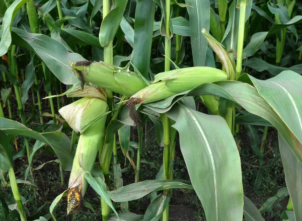 Поле Фермера Початок Созревает Стебле Кукурузы — стоковое фото